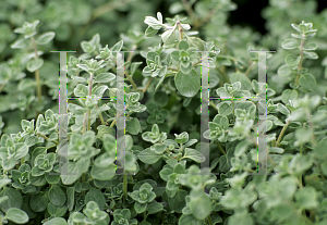Picture of Origanum majorana 'Compactum'