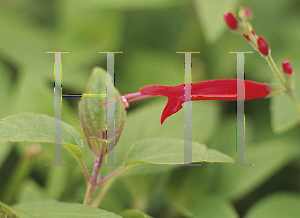 Picture of Salvia elegans 