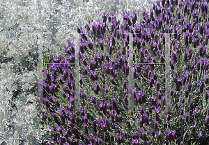 Picture of Lavandula stoechas 'Otto Quast'