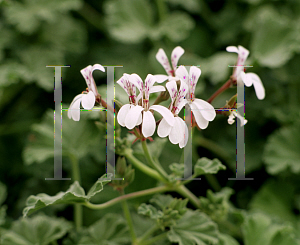 Picture of Pelargonium  'Nutmeg'