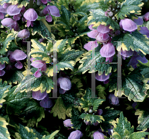 Picture of Lamium maculatum 'Golden Anniversary'