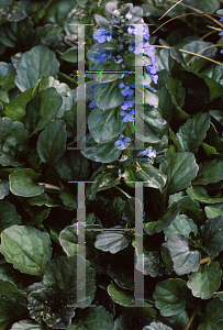 Picture of Ajuga reptans 'Catlin's Giant'