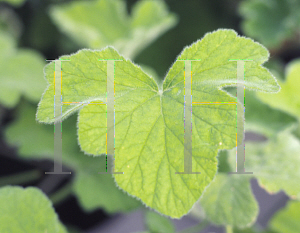 Picture of Pelargonium  'Emerald Mint'