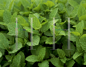 Picture of Mentha spicata 'Kentucky Colonel'