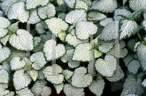 Picture of Lamium maculatum 'White Nancy'