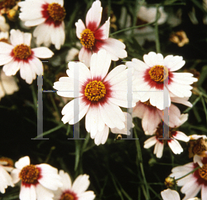 Picture of Coreopsis rosea 'Sweet Dreams'