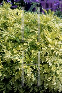 Picture of Artemisia vulgaris 'Oriental Limelight'