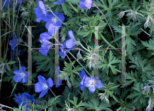 Picture of Geranium  'Brookside'