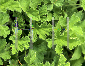 Picture of Pelargonium graveolens 'Attar of Roses'