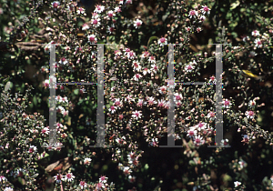 Picture of Symphyotrichum lateriflorum 'Prince'