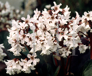 Picture of Bergenia  'Apple Blossom'