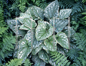 Picture of Brunnera macrophylla 'Silver Wings'
