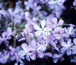 Picture of Phlox divaricata 'Blue Elf'