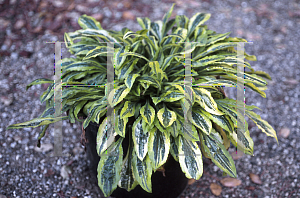 Picture of Silene dioica 'Clifford Moor'