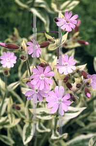 Picture of Silene dioica 'Clifford Moor'
