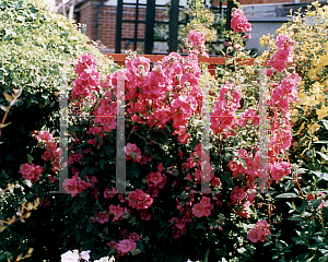 Picture of Lavatera x 'Red Rum'