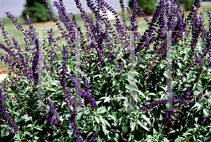 Picture of Salvia  'Indigo Spires'