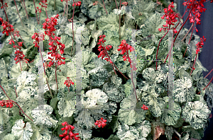 Picture of Heuchera sanguinea 'Alida's Pesto'