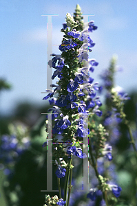 Picture of Salvia uliginosa 