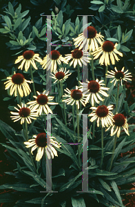 Picture of Echinacea  'Paranioa'