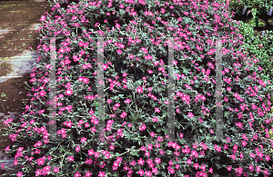 Picture of Geranium  'Orkneys Pink'