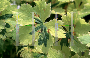 Picture of Geranium  'Kurt's Variegated'