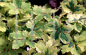 Picture of Geranium  'Kurt's Variegated'