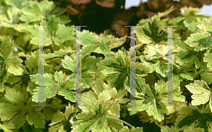 Picture of Geranium  'Kurt's Variegated'