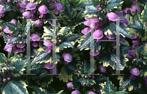 Picture of Lamium maculatum 'Golden Anniversary'