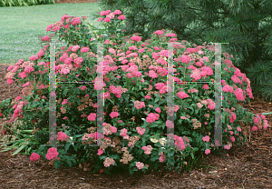 Picture of Spiraea x bumalda 'Crispii'