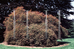 Picture of Acer palmatum (Dissectum Group) 'Atrovariegatum Dissectum'