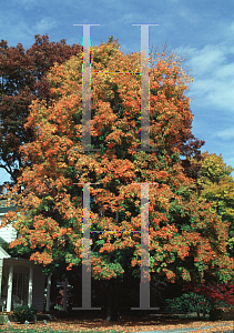 Picture of Acer saccharum '~Species'