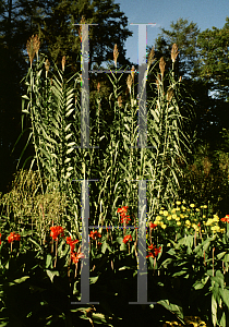 Picture of Arundo donax 