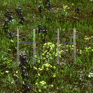 Picture of Echinacea purpurea 