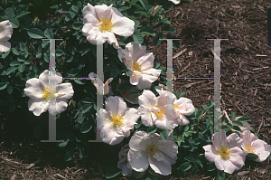 Picture of Rosa moyesii 'Nevada'