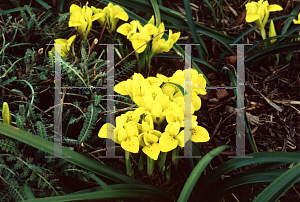 Picture of Iris danfordiae 