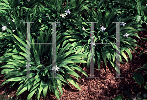 Picture of Iris cristata 'Alba'