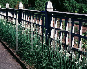 Picture of Allium tuberosum 