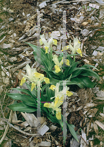 Picture of Iris bucharica 