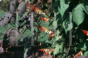 Picture of Ipomoea lobata 