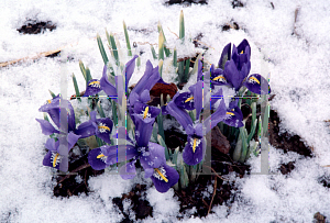 Picture of Iris reticulata 'Harmony'