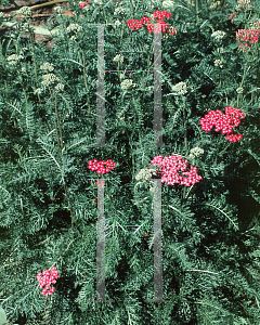 Picture of Achillea millefolium 'Fire King'