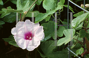 Picture of Ipomoea andersonii 