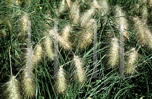 Picture of Pennisetum villosum 