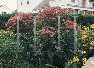 Picture of Eupatorium purpureum 'Gateway'