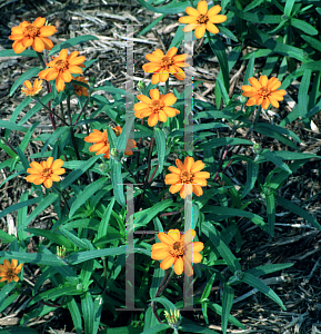 Picture of Zinnia angustifolia 'Orange Star'