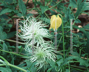 Picture of Clematis tangutica 