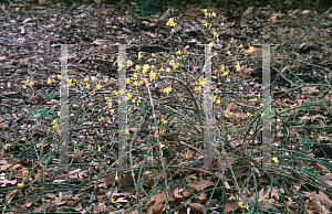 Picture of Jasminum nudiflorum 