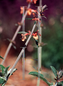 Picture of Stachys albotomentosa 