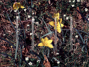 Picture of Tulipa clusiana var. chrysantha 